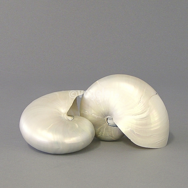 Muschel, Nautilus pearlized, D 150 mm, Perlweiss