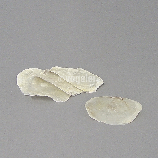 Muschel, Placuna Placenta, D 100-150 mm, Perlweiss