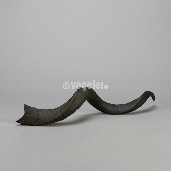Antilopenhorn, Replikat, L ca. 80 cm, Dunkelbraun