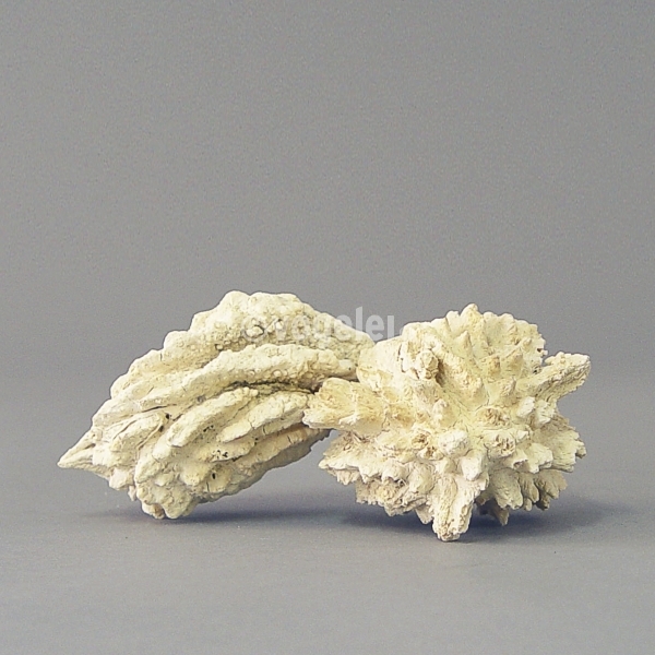 Walnut, bleached, L ca. 9 cm, Natur