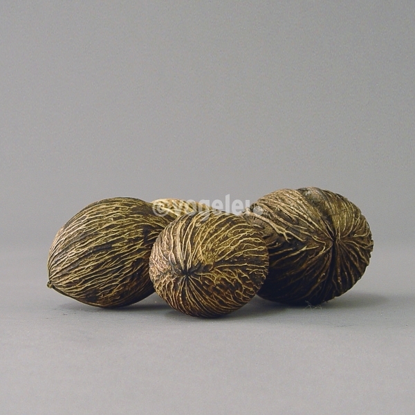 Mintola, L ca. 8 cm, Natur