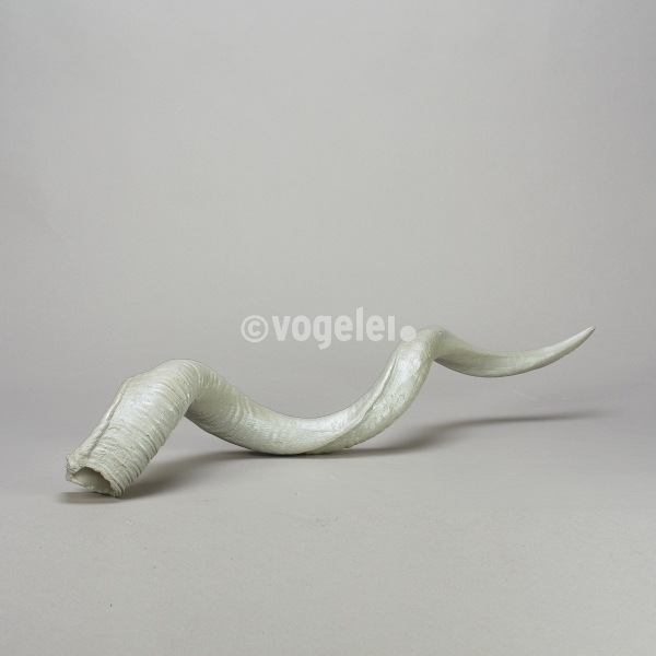 Antilopenhorn, Replikat, gross, L 100 cm, Perlmutt