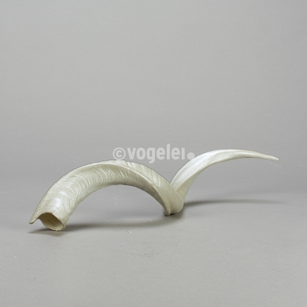 Antilopenhorn, Replikat, klein, L 60 cm, Perlmutt