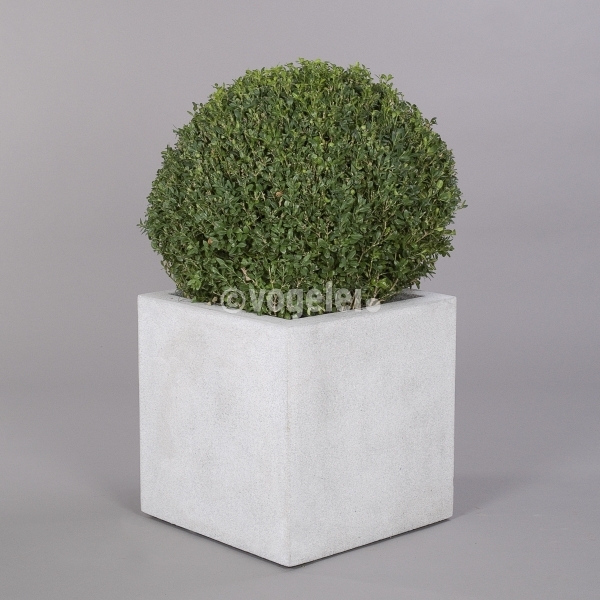 Buchsbaumkugel, frisch, getopft, D ca. 50 cm
