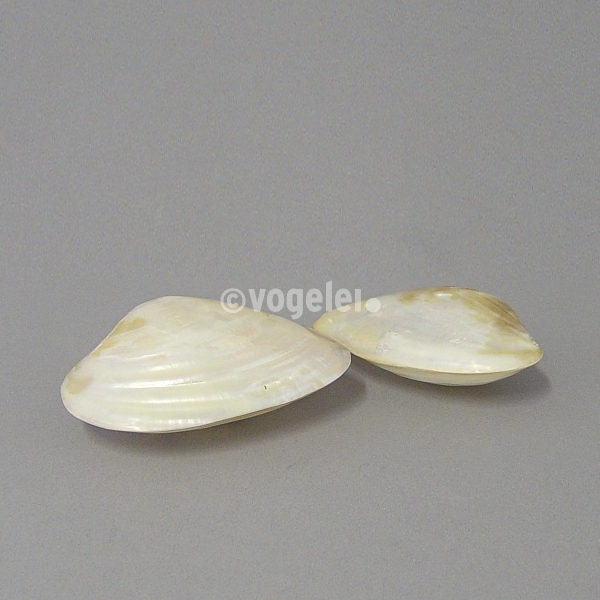 Muschel, oval, poliert, ca. 14 cm