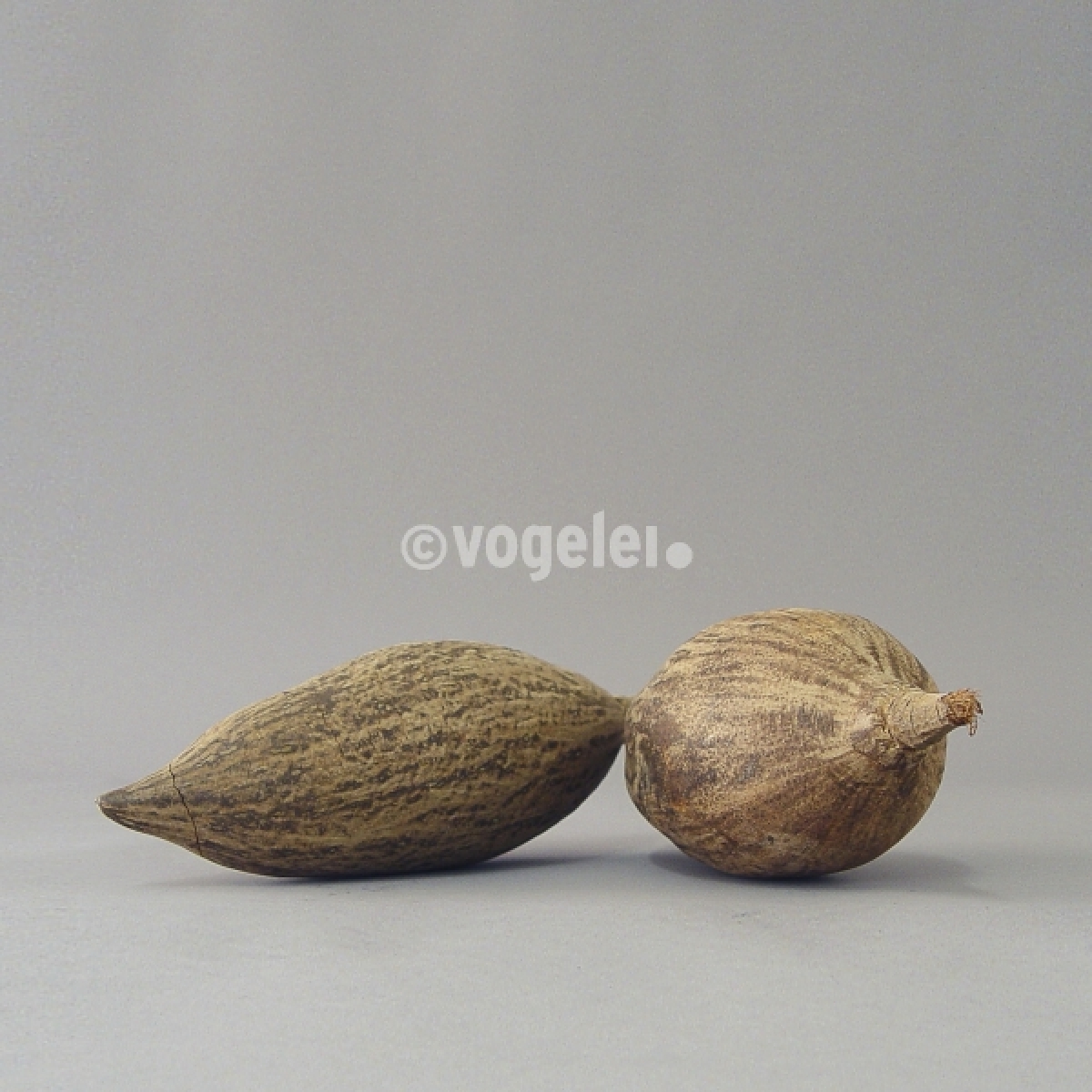 Baobab-Frucht, ca. L 20-40 x D 12 cm, Natur