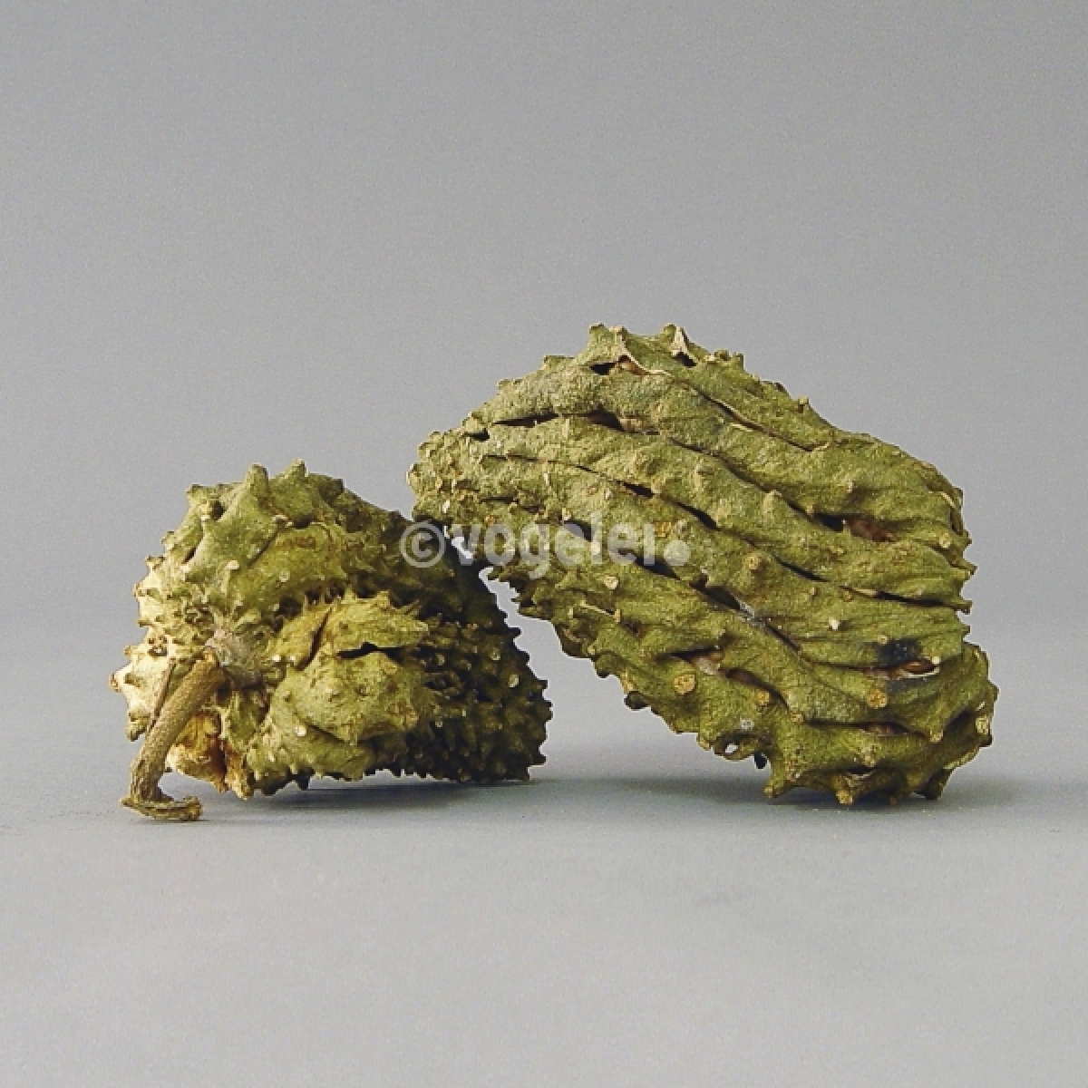 Krokodile Fruit, div. Grössen, L ca. 8-16 cm, Grün